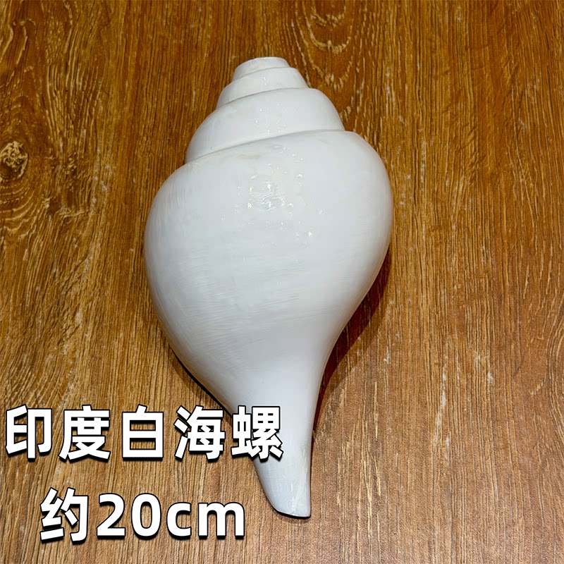 Home Decor Conch Shell Indian  - Musical Instrument Indian recension och pris
